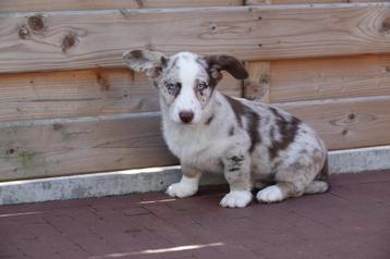 Beaux chiots en cardigan corgi gallois disponible aux enchères