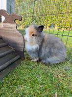 Tricolor langharig dwergkonijntje, Dieren en Toebehoren, Mannelijk, Dwerg, 0 tot 2 jaar