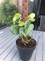 Kamerplant, Tuin en Terras, Planten | Tuinplanten, Ophalen