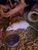 Jonge mannetjes kleurmuis, Dieren en Toebehoren, Augustus, Muis, Mannelijk, Tam
