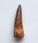 Spinosaurus tand - 5,8 cm, Ophalen of Verzenden, Fossiel
