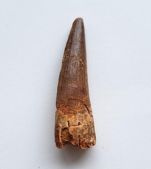 Spinosaurus tand - 5,8 cm, Verzamelen, Mineralen en Fossielen, Fossiel, Ophalen of Verzenden