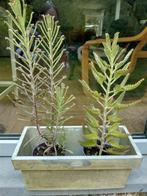 2 kalanchoes mother of 1000, 50 CM hoog., Ophalen
