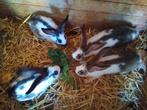 Jonge konijnen, Dieren en Toebehoren, Mannelijk, Groot