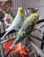 Grasparkieten koppeltje +-1 jaar oud, Dieren en Toebehoren, Vogels | Parkieten en Papegaaien