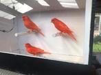 Rode kanaries intensief en schimmel, Dieren en Toebehoren, Vissen | Vijvervissen