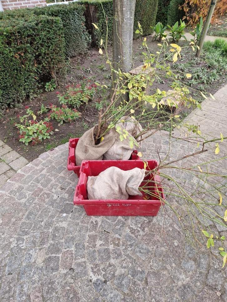 Amerikaanse Blauwbesstruiken Mooie Planten Grote opbrengst, Tuin en Terras, Planten | Struiken en Hagen, Struik, Overige soorten