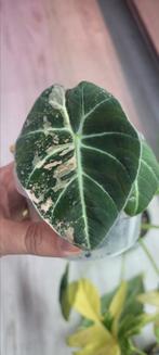 Alocasia black velvet pink, Ophalen