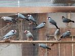 Padda (rijstvogels), Geslacht onbekend