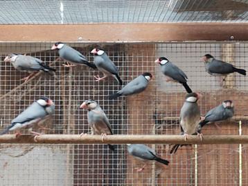 Padda (rijstvogels) beschikbaar voor biedingen