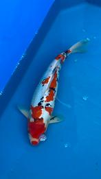 Japanse koi +40cm, Karper of Koi
