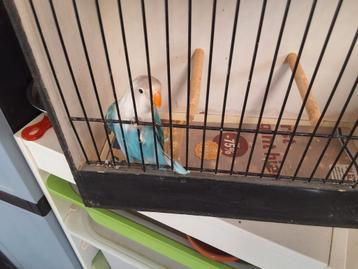 Fischerie opalin blauw  beschikbaar voor biedingen