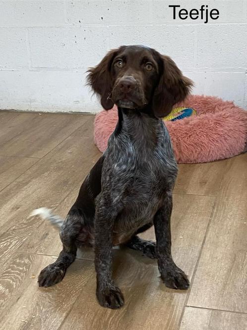 Heidewachtel of kleine munsterlander pups, Dieren en Toebehoren, Honden | Setters en Staande honden, Meerdere dieren, Overige rassen