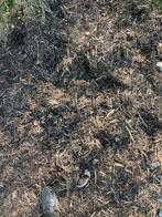 Boomschors, Tuin en Terras, Planten | Tuinplanten, Ophalen of Verzenden