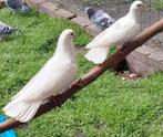 Mooi koppel  witte sierduiven, Animaux & Accessoires, Oiseaux | Pigeons