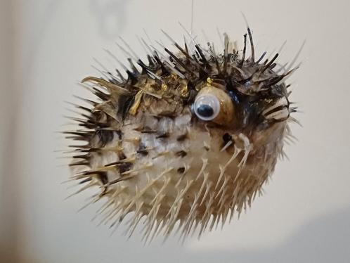 Taxidermie: kleine egelvis, Verzamelen, Dierenverzamelingen, Gebruikt, Opgezet dier, Overige soorten, Ophalen of Verzenden