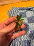 Bucephalandra Green, Ophalen of Verzenden, Nieuw, Plant(en), Steen of Hout