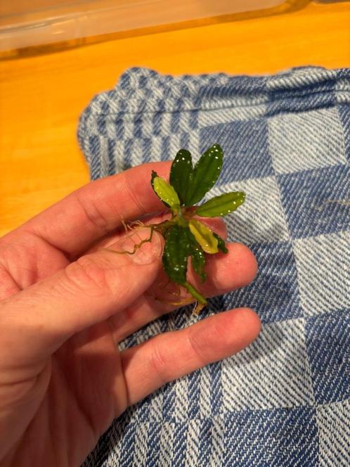 Bucephalandra Green, Dieren en Toebehoren, Vissen | Aquaria en Toebehoren, Nieuw, Plant(en), Steen of Hout, Ophalen of Verzenden