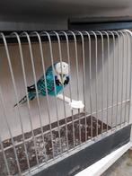 Engelse parkiet man, Dieren en Toebehoren, Vogels | Parkieten en Papegaaien, Parkiet, Geringd