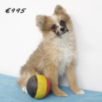 Keesje - Belgische pup te koop - reu, Dieren en Toebehoren, Honden | Poolhonden, Keeshonden en Oertypen, België, Keeshond, CDV (hondenziekte)