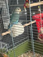 Dwergpapegaai te koop, Dieren en Toebehoren, Mannelijk, Dwergpapegaai of Agapornis, Geringd