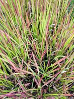 Japans bloedgras, Tuin en Terras, Ophalen, Volle zon, Vaste plant, Siergrassen