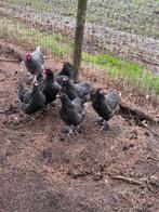 Broedeieren Mechelse koekoek, Dieren en Toebehoren, Pluimvee, Kip