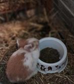Dwergkonijntjes te koop, Animaux & Accessoires, Lapins, Sexe inconnu, Nain, 0 à 2 ans