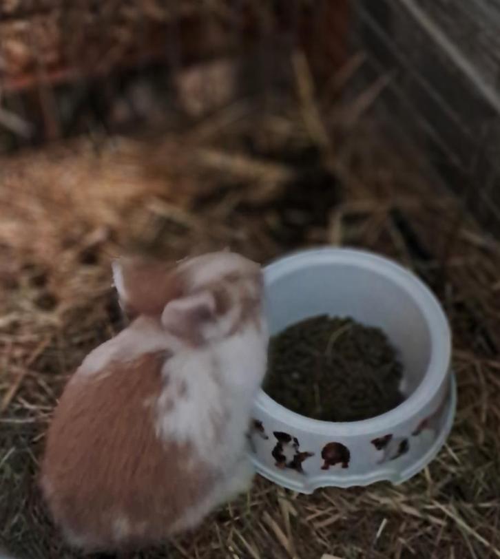 Dwergkonijntjes te koop, Dieren en Toebehoren, Konijnen, Dwerg, Geslacht onbekend, 0 tot 2 jaar