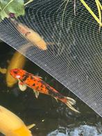 Koi Showa 60 cm