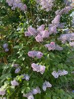 Zaailing van paarse sering, Tuin en Terras, Planten | Tuinplanten, Ophalen of Verzenden