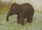 AZIATISCHE  OLIFANT  JONG, Collections, Cartes postales | Animaux, Non affranchie, Animal sauvage, Envoi