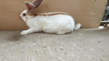 Reuzevlinder lotharinger ram te koop