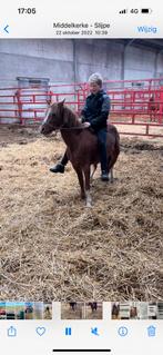 Welsh merrie te koop, Dieren en Toebehoren, Pony's, Merrie, Dressuurpony, Zadelmak, 3 tot 6 jaar