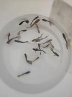 Guppy's, guppen, Dieren en Toebehoren, Vissen | Aquariumvissen