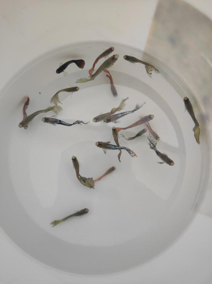 Guppy's, guppen, Dieren en Toebehoren, Vissen | Aquariumvissen