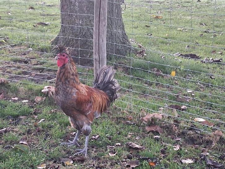 Kosovo kraaiers, Dieren en Toebehoren, Pluimvee, Kip, Meerdere dieren