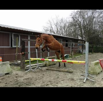 Rijpaard beschikbaar voor biedingen