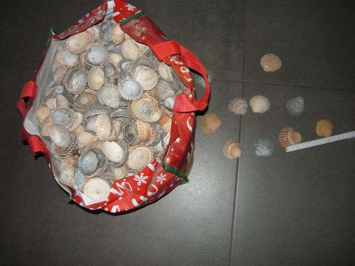 GRAND SAC DE BEAU COQUILLAGE, Verzamelen, Mineralen en Fossielen, Schelp(en), Ophalen