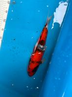 Showa koi 30 cm plus, Karper of Koi