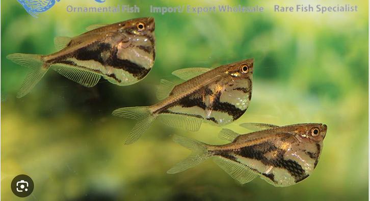 Gemarmerde bijlzalmen - Carnegiella, Dieren en Toebehoren, Vissen | Aquariumvissen, Zoetwatervis, Vis, Schoolvis