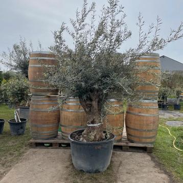 Olijfbomen olea europaea !