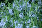 Amsonia angustifolia (blauwe ster), Tuin en Terras, Planten | Tuinplanten, Volle zon, Vaste plant, Lente, Ophalen