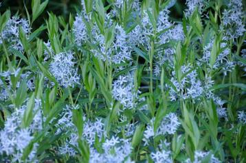 Amsonia angustifolia (blauwe ster) beschikbaar voor biedingen