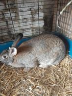 Drie vlees konijnen wegen 4kg 8maanden oud 2meisjes en 1ram