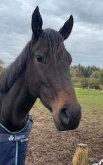 Weidemaatje aangeboden ( niet te koop), Dieren en Toebehoren, Merrie, 160 tot 165 cm, Gechipt, 3 tot 6 jaar