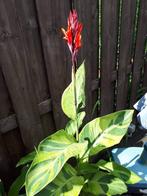 Wegens einde hobby cannas en bananenplanten te koop, Ophalen