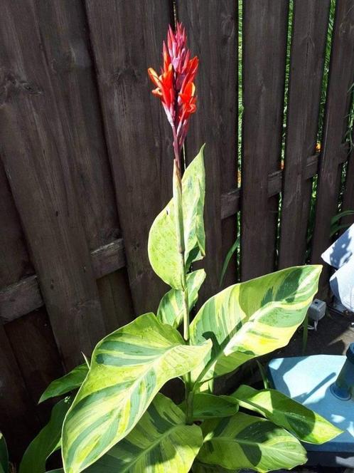 Wegens einde hobby cannas en bananenplanten te koop, Tuin en Terras, Planten | Tuinplanten, Ophalen