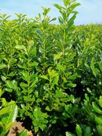 Prunus Laurocerasus « Rotundifolia », Jardin & Terrasse, Enlèvement