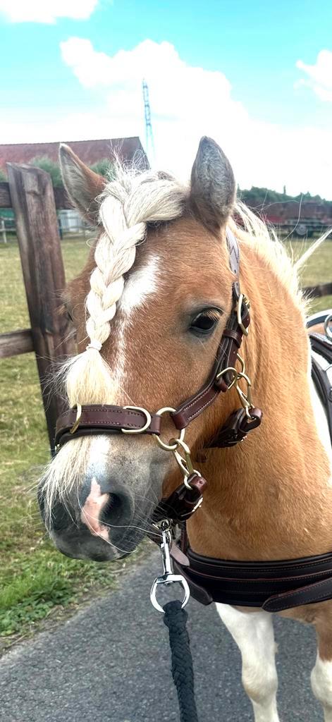Hoofdstel Human and Horse multibridle, Dieren en Toebehoren, Paarden en Pony's | Hoofdstellen en Tuigage, Zo goed als nieuw, Ophalen of Verzenden